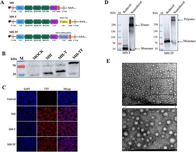 The self-assembled nanoparticle-based multi-epitope influenza mRNA vaccine elicits protective immunity against H1N1 and B influenza viruses in mice